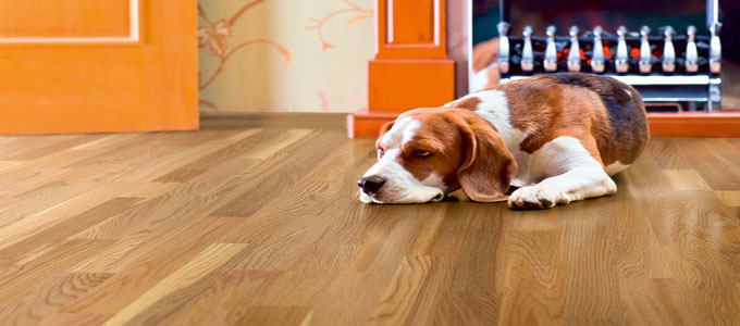 dog on wood flooring