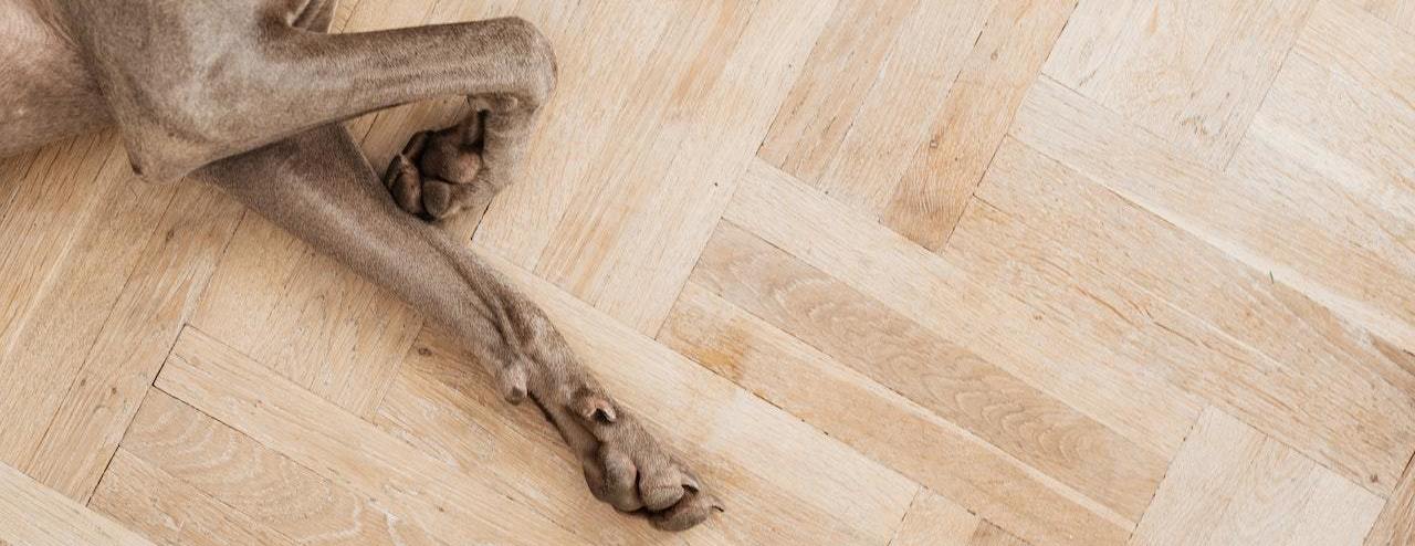 Dog on wood flooring